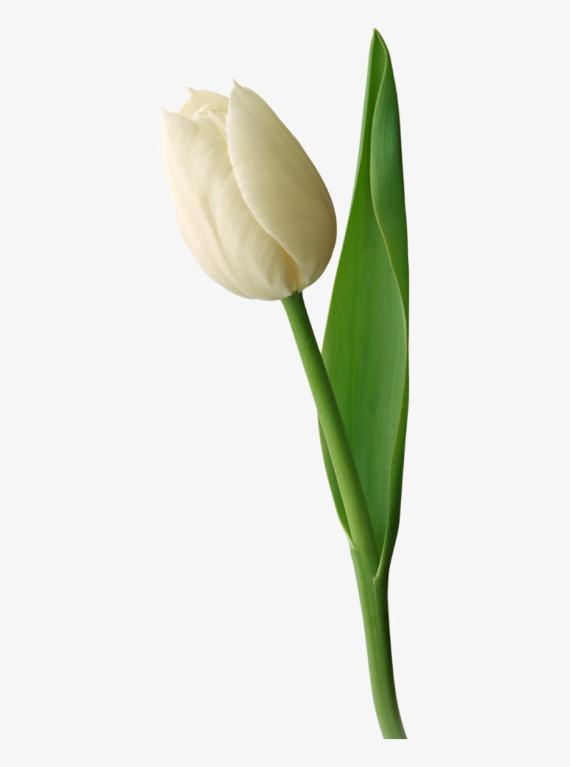 White Tulip Png Image - Tulip, transparent png #501729
