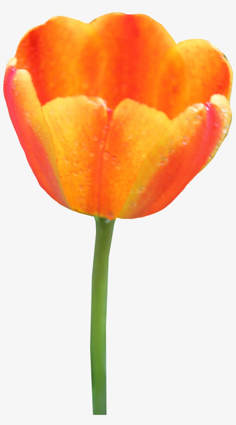 Tulip Png Image - Orange Tulip Clipart, transparent png #501772