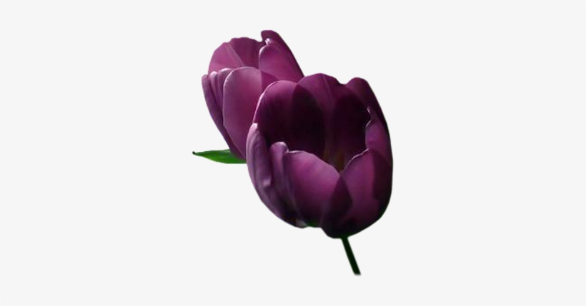 Tulip Flower Png Images Free Gallery - Purple Tulip Png, transparent png #501877
