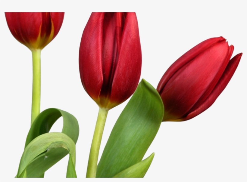 Transparent Tulips Png Flowers Clipart Clipart Pinterest - Tulip Flower Good Morning, transparent png #501951