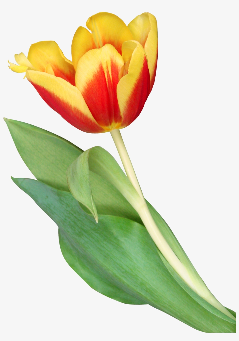 Orange Tulip Png, transparent png #502004