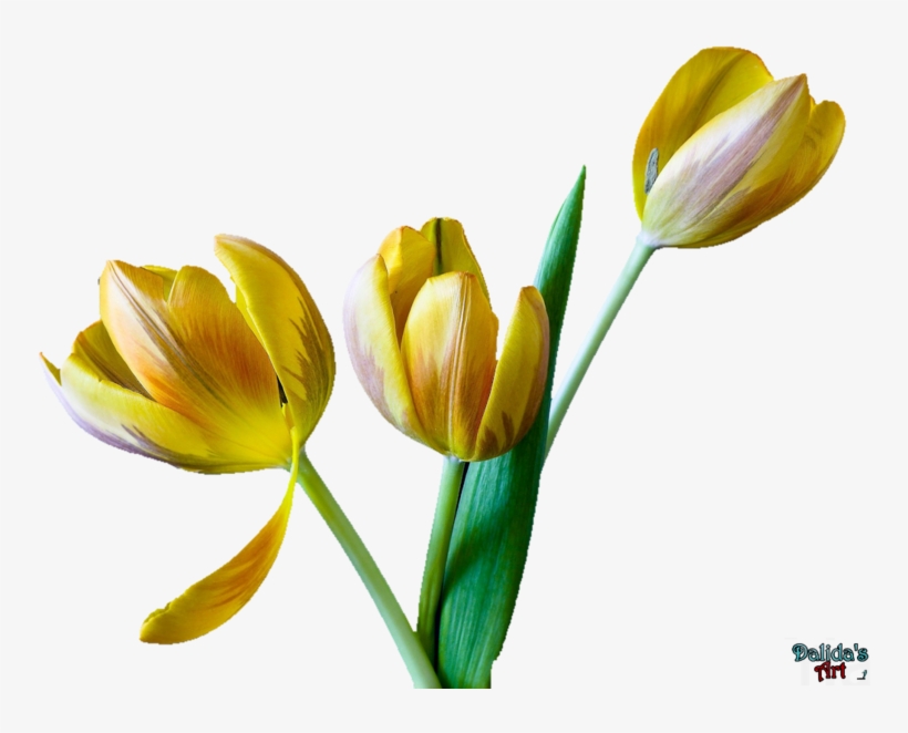 Tulip Flower Png Clip Art Free - Tulip, transparent png #502105