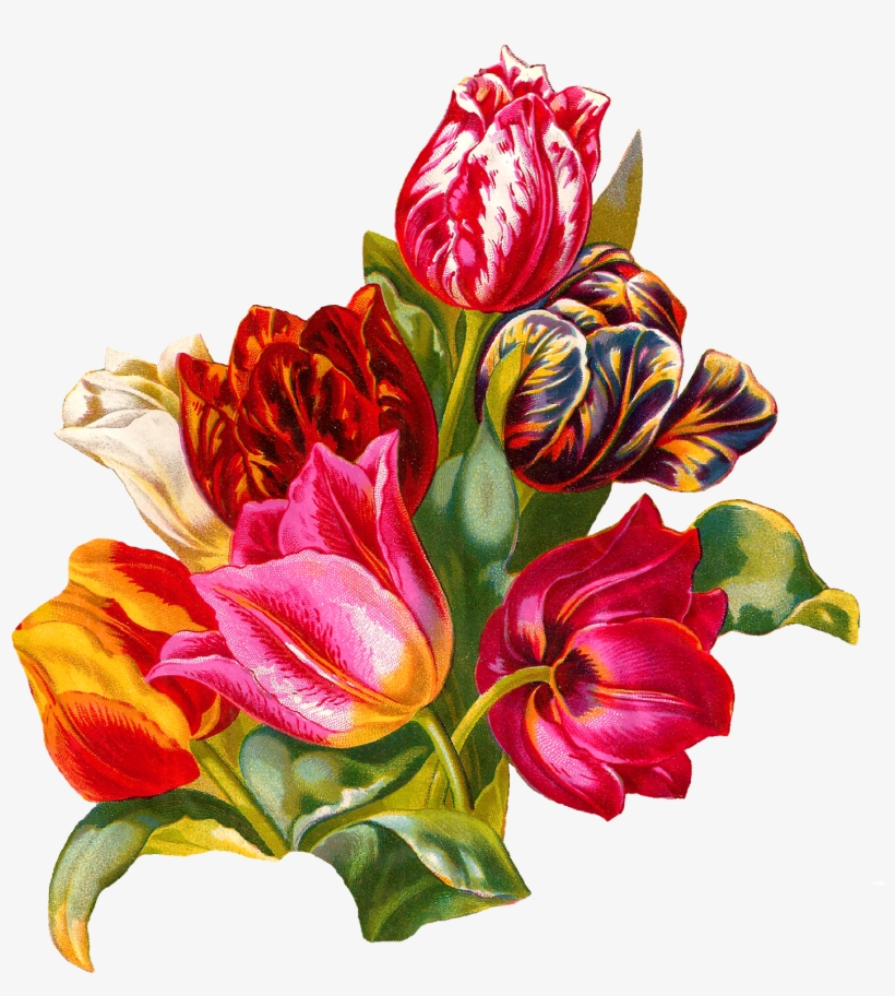 Antique Images Botanical Artwork Flower Digital Illustration - Itg Studios, transparent png #502163