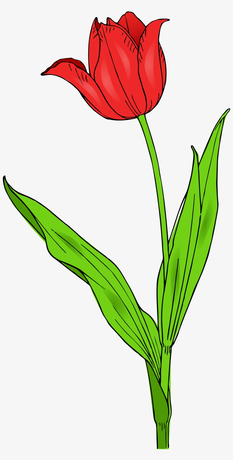 Spring Tulips Clipart - Tulip Clip Art, transparent png #502192