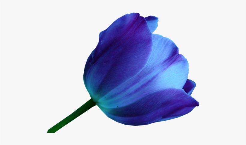 Multicolor Tulips - Blue Tulip Flower Png, transparent png #502441