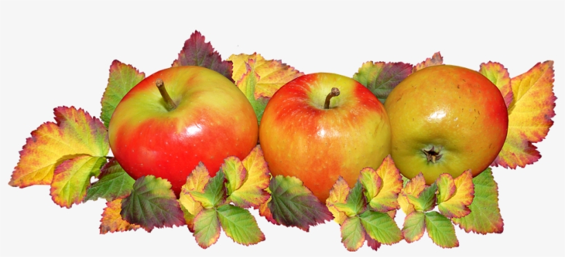 Fruit, Apples, Autumn, Leaves, Food, Harvest Festival - Fall Apples And Leaves, transparent png #502553