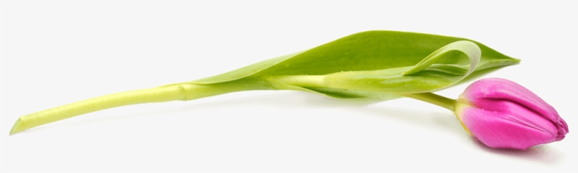 - - Pix - Tulips Pink - Pink Tulip Png, transparent png #502695