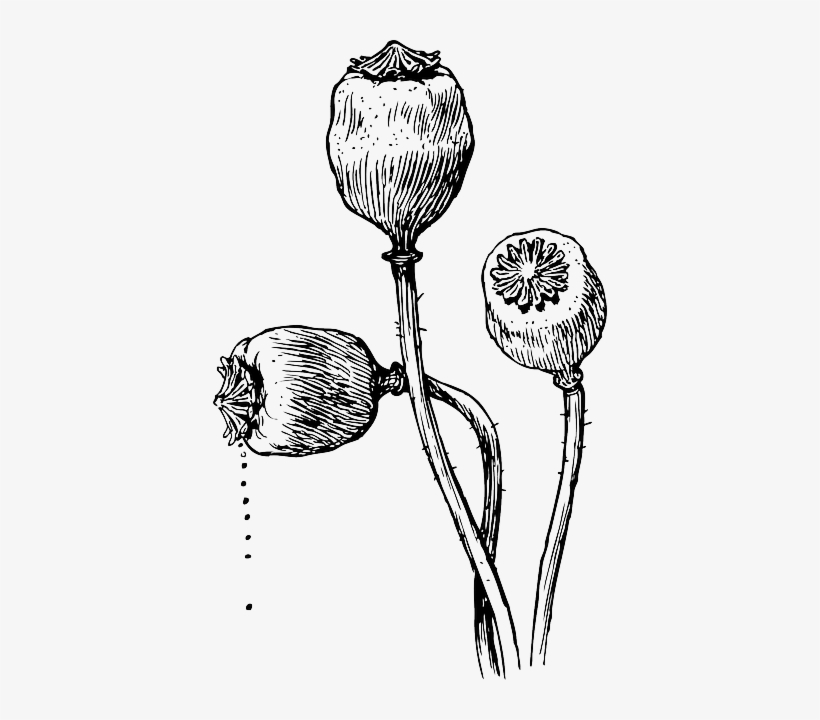 Head, Food, Outline, Drawing, Flower, Plant, Heads - Poppy Plant Drawing, transparent png #502957