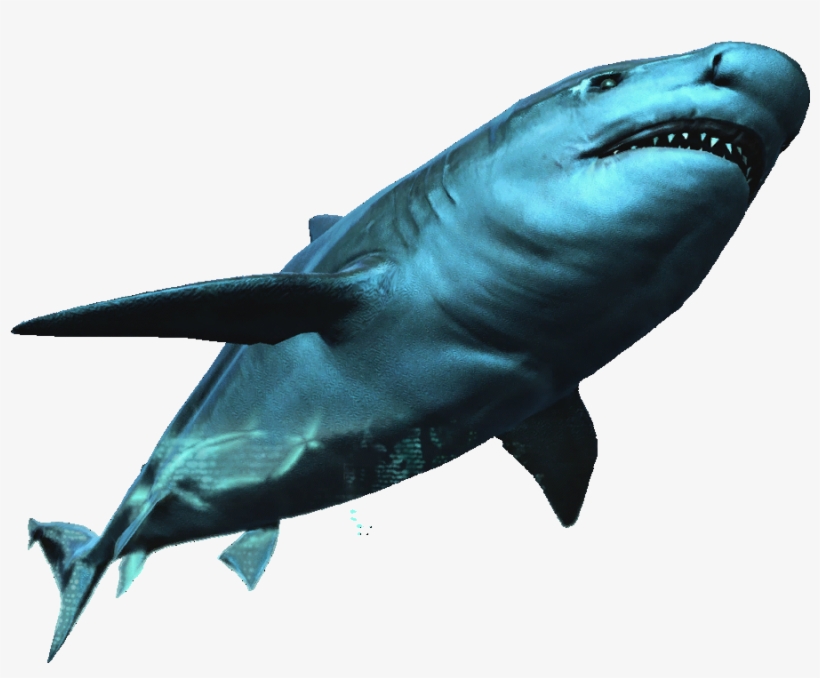 Image Ac Db Assassin - Assassin's Creed Bull Shark, transparent png #503384