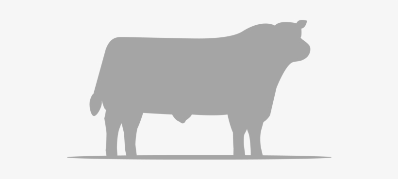 Clipart Library Library Angus Cow Clipart - Cattle, transparent png #504869