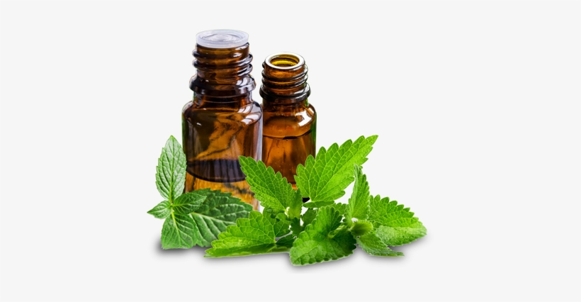 Spearmint Oil - Peppermint Oil Transparent, transparent png #505182