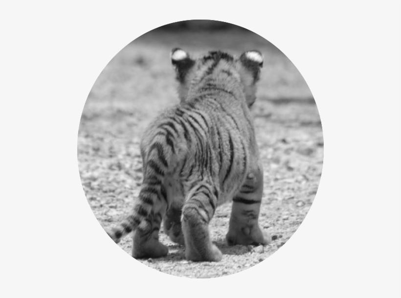Cute Animals Baby Tiger Cub Black White Pics - Black And White Tiger Cub, transparent png #506211