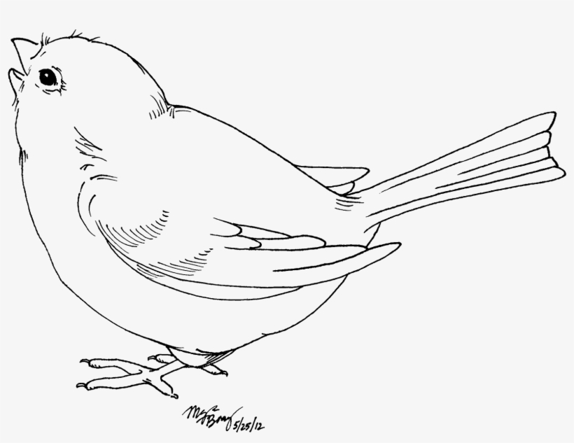 Sweet Baby Bird - Bird White And Black, transparent png #506710