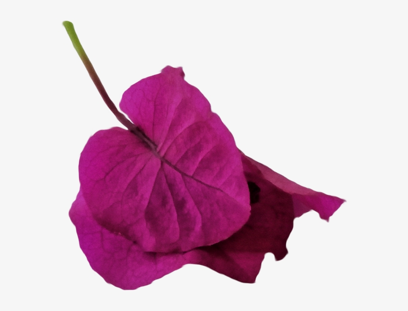 Burgi 1 Weich Watercolor - Watercolor Painting, transparent png #506876