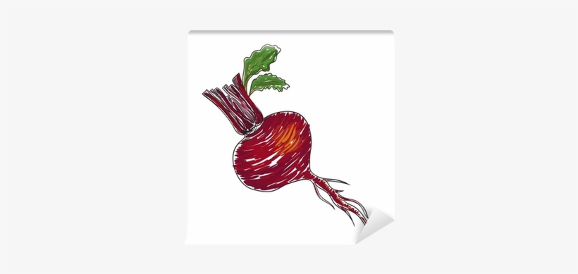 Watercolor Beet Isolated In Vector Wall Mural • Pixers® - Watercolor Painting, transparent png #508186