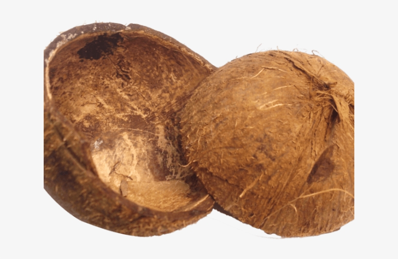 Coconut Clipart Coconut Husk - Coconut Png, transparent png #508454