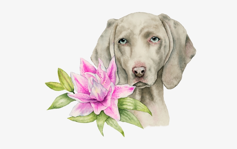 Bleed Area May Not Be Visible - Innocence - Weimaraner And Lily Watercolor Painting, transparent png #509178
