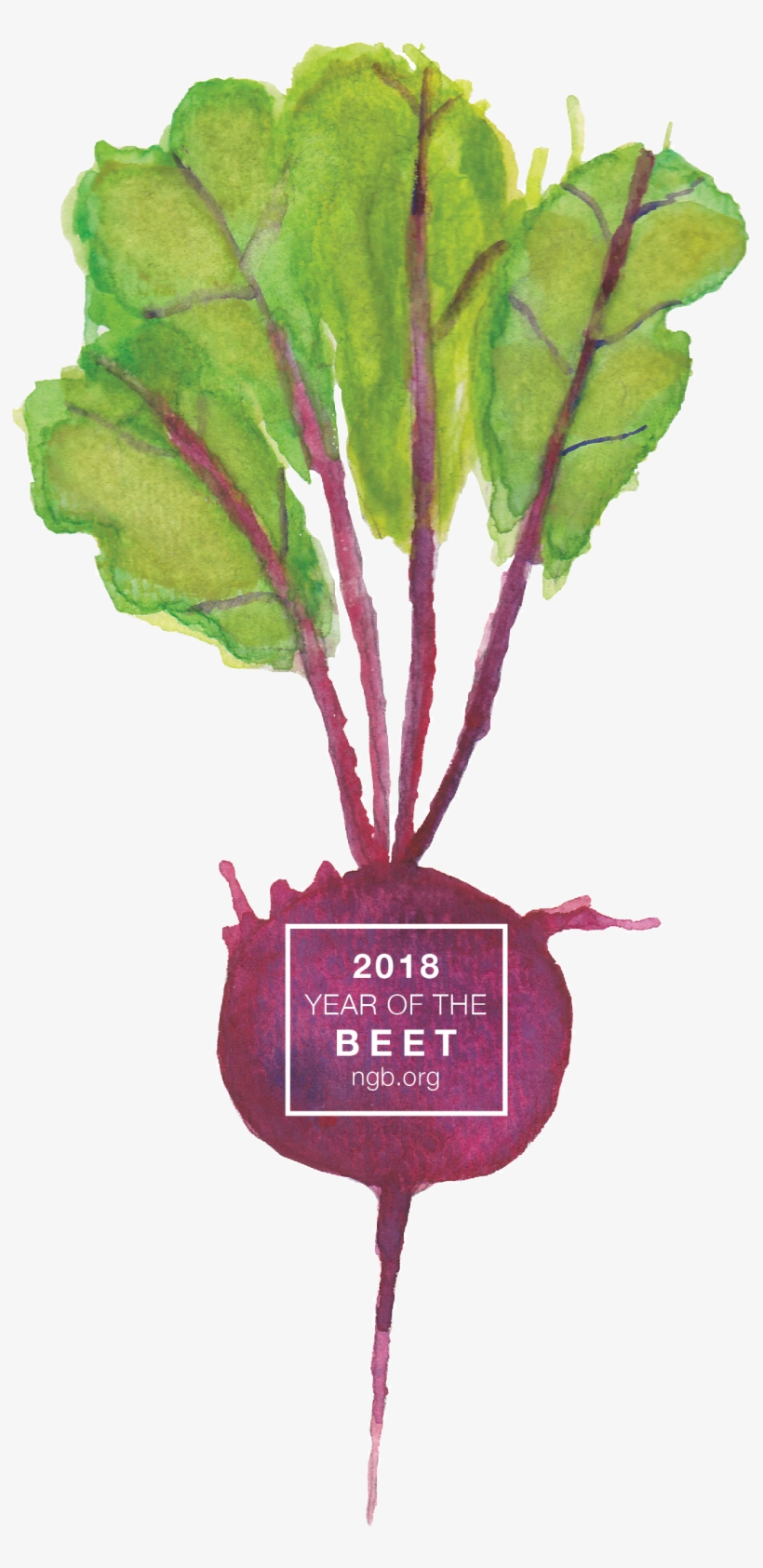 2018 Year Of The Beet - Beetroot, transparent png #509404