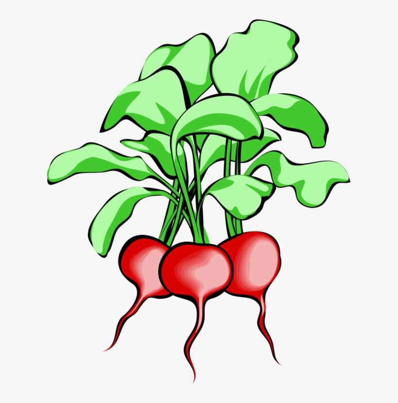 Beetroot Vegetable Sugar Beet Download - Beets Clipart, transparent png #509420