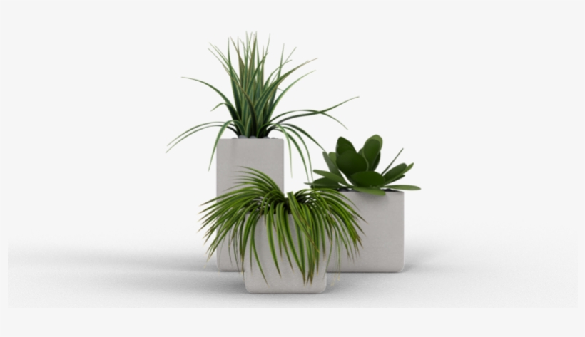 Hi Guys, My Name Is Ján Morek And I Have Started An - Agave, transparent png #5000588