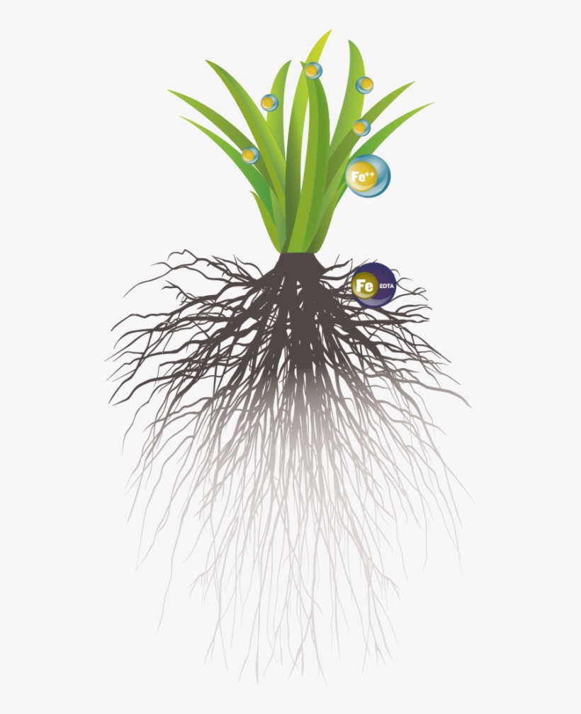 Liquid Soil Vs Liquid Foliar Illustration - Soil, transparent png #5000814
