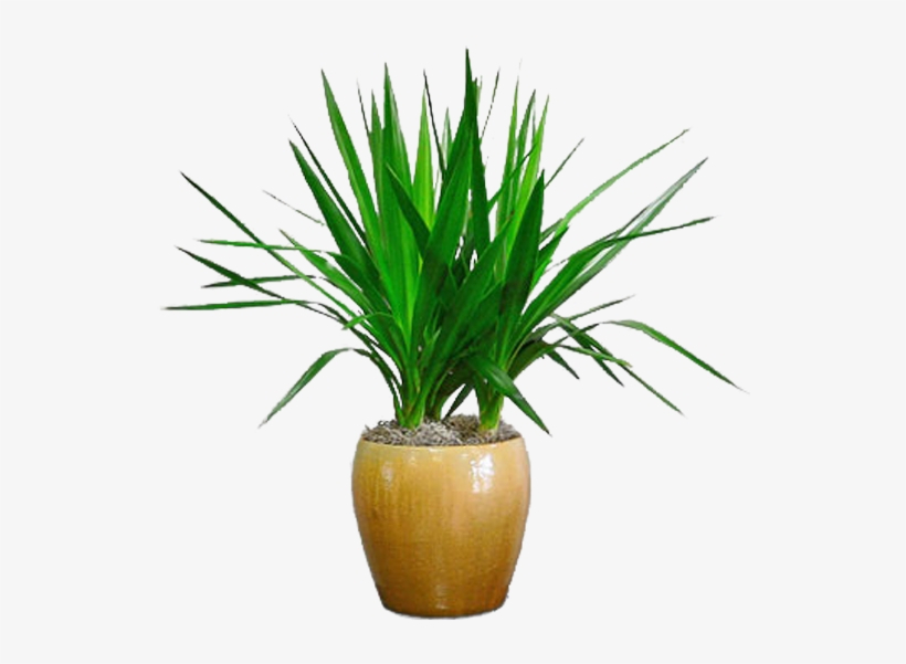 Dracaena, transparent png #5000820