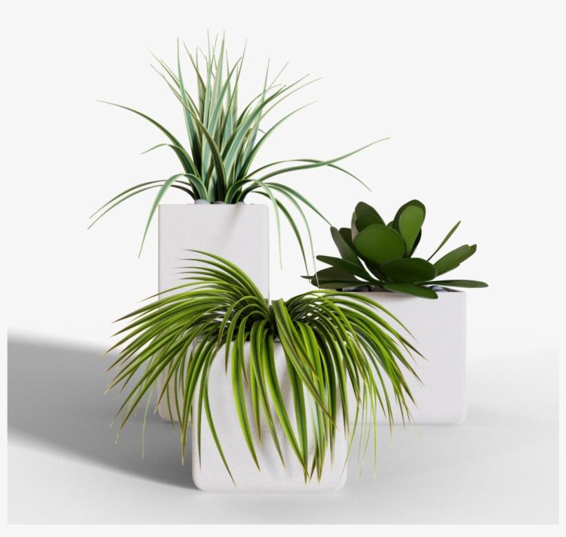 Hi Guys, My Name Is Ján Morek And I Have Started An - Agave, transparent png #5000862