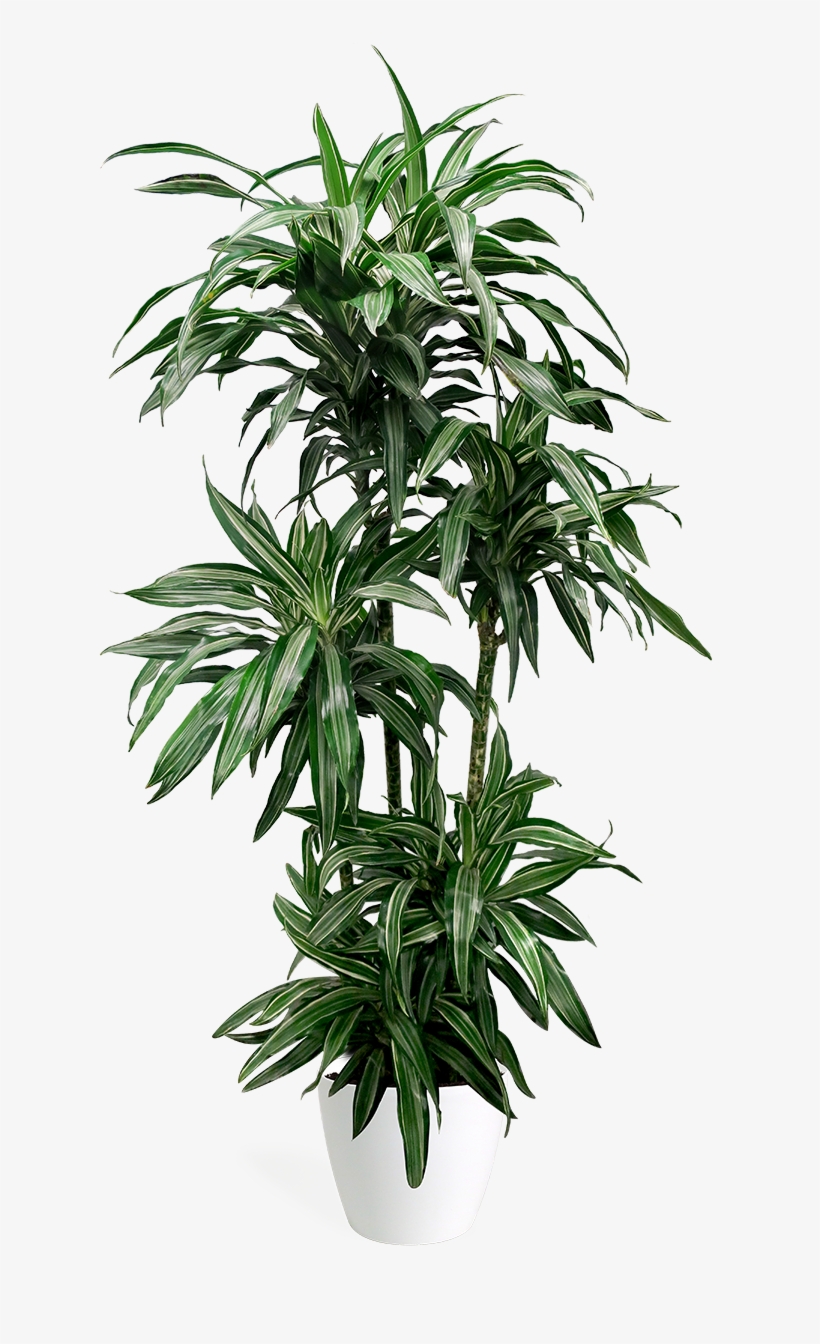 Dracaena Ulysses Large - Dracaena, transparent png #5000915