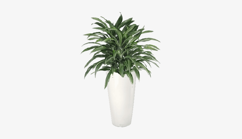 Striped Dracaena - Dracaena Fragrans Warneckei, transparent png #5001218