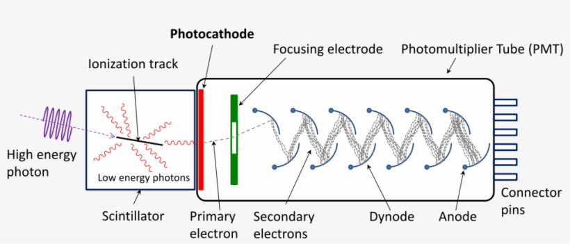 Schematic Of A Photomultiplier Tube Coupled To A Scintillator - Photomultiplier Scheme, transparent png #5002048