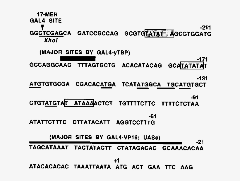Sequence Of The Cyc1 Promoter Region And Summary Of - Number, transparent png #5003134