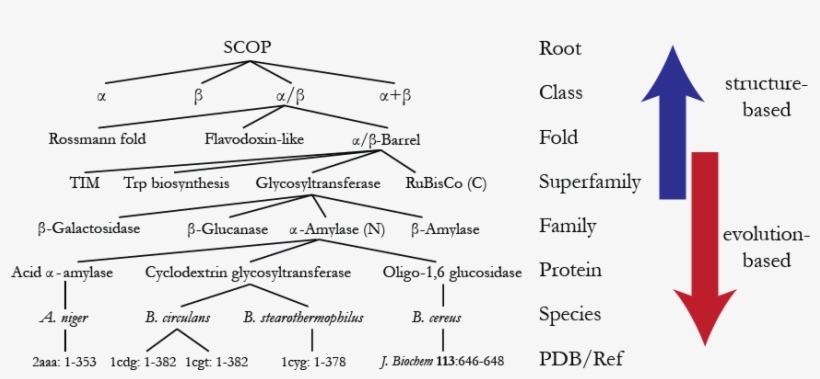 Tree-based Scop Hierarchy - Diagram, transparent png #5003822