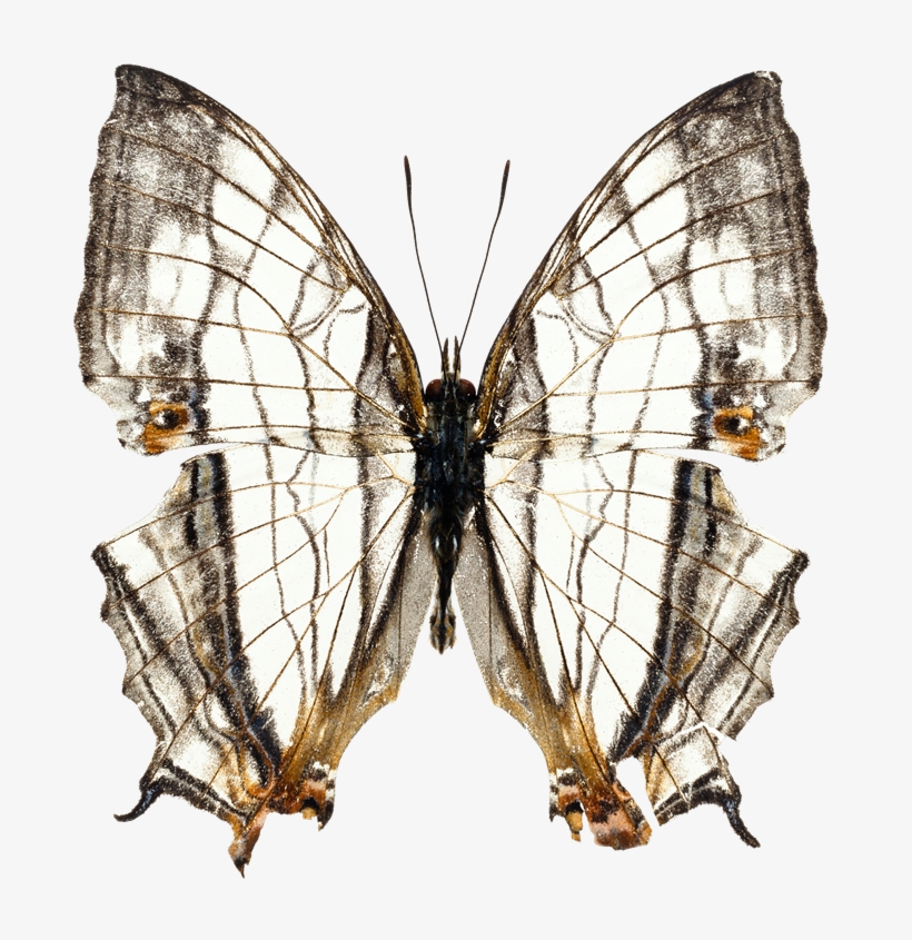 Imágenes Para Photoscape, Photoshop Y Gimp De Animales - Butterfly Psd, transparent png #5005068