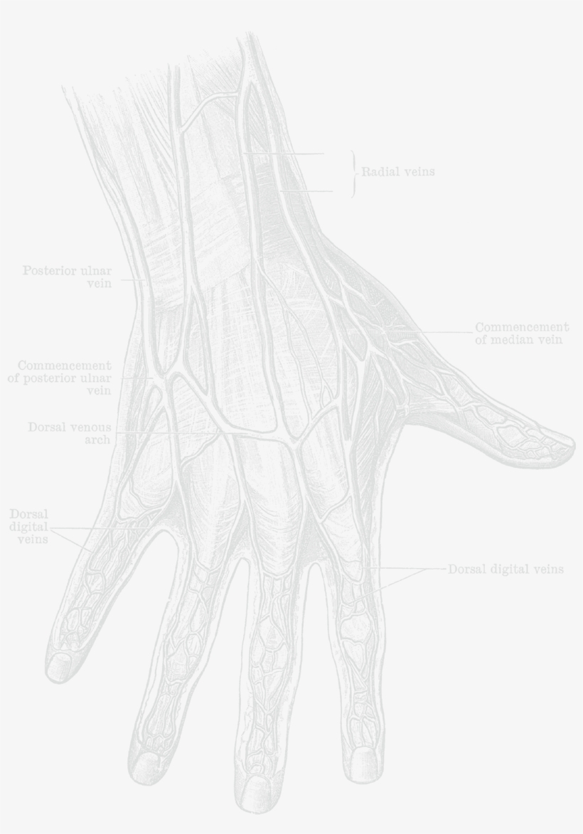 Posterazzi Dorsum Of The Hand And Fingers Poster Print, transparent png #5005887