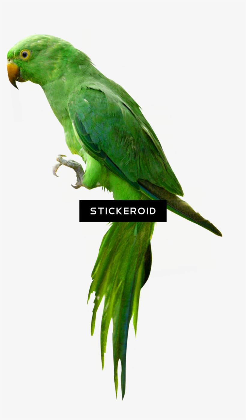 Indian Parrot - Budgie, transparent png #5006542