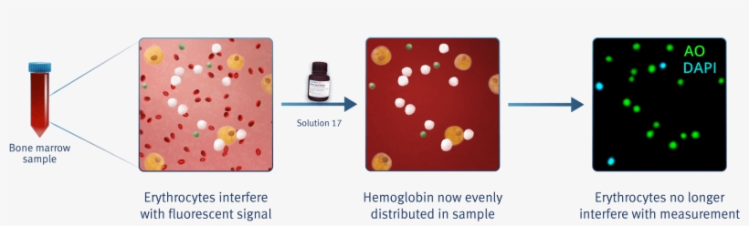 Gmp Ready Automated Cell Counter - Bone Marrow, transparent png #5008614