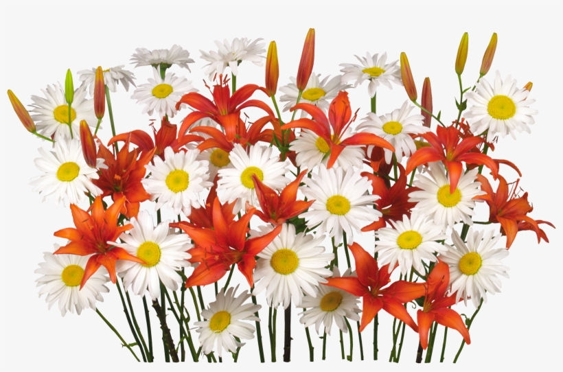 Flores Png, Renders De Flores, - Flower, transparent png #5009804
