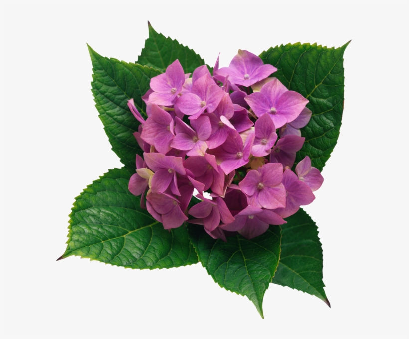 0, - Hydrangea Png, transparent png #5010126