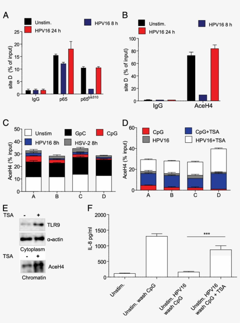 Hpv16 Stimulation In Hks Induces P65 Lys 310 At Site - Tlr9, transparent png #5013197
