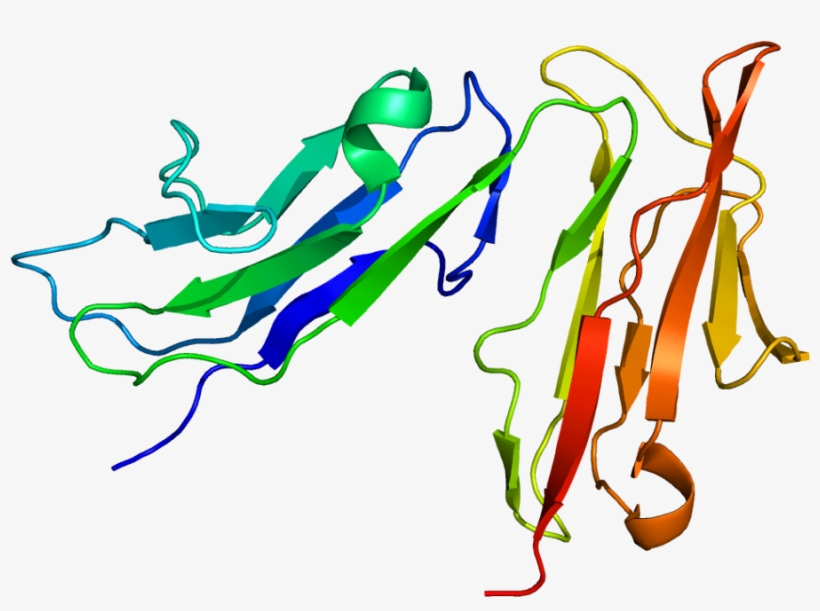 Cd16a Structure, transparent png #5013932