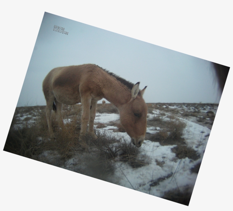A Feeding Khulan In December - Sorrel, transparent png #5016270