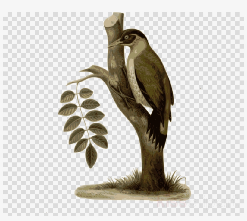 Bird Clipart Bird Feather Clip Art - Bird, transparent png #5016330