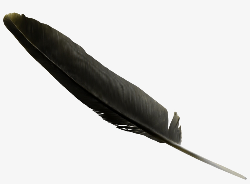 Black Feather Clip Art - Pluma Negra, transparent png #5016334