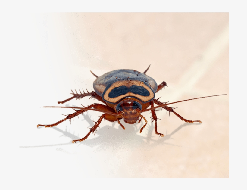 Home Pest Control In Katy - Katy, transparent png #5018584
