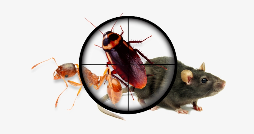 For All Your Pest Control Needs - Planted Perfect Pro Pest Control - Natural Ultrasonic, transparent png #5018892