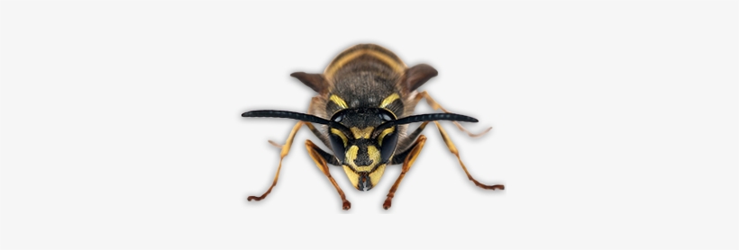 Live Sting-free - Scorpion, transparent png #5019070