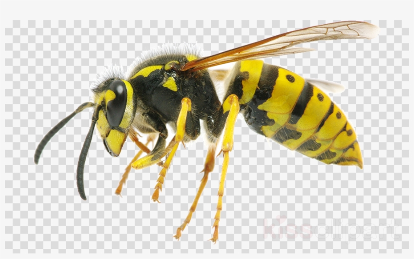 Wasp Png, transparent png #5019245