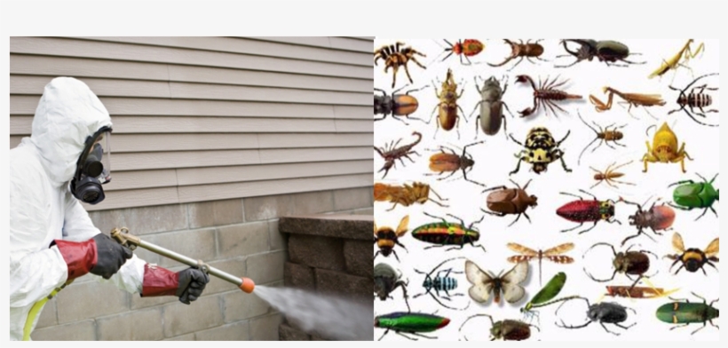 Fumigation - Underground Insects, transparent png #5019411