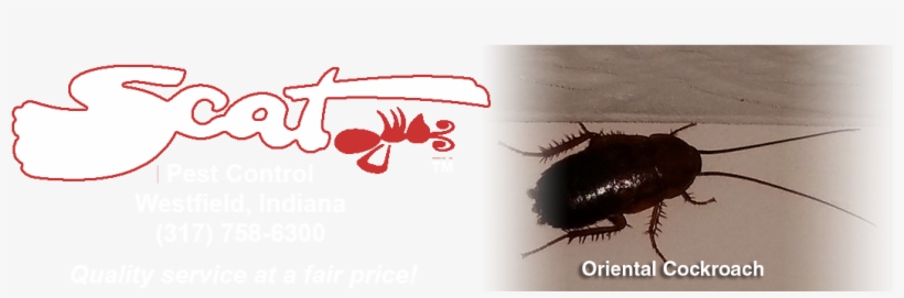 1-oriental Cockroach - Oriental Cockroach, transparent png #5019610