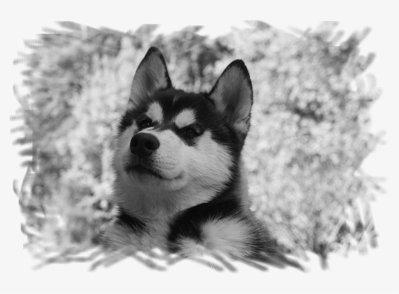 The Parents - - Siberian Husky, transparent png #5020774